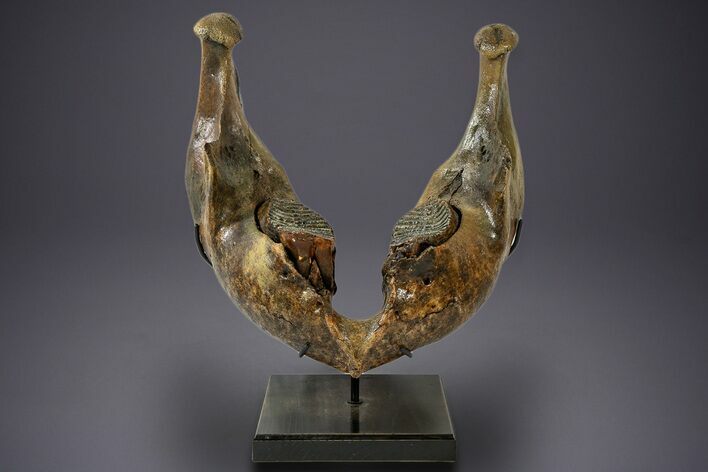 Wide Woolly Mammoth Lower Jaw With M Molars - Poland #340778